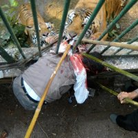 tigers tourist to death