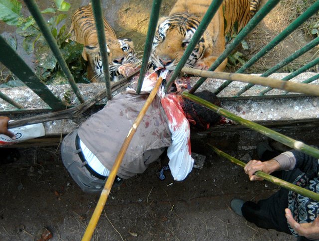 Tigers tourist to death as he tries to take a photo through zoo cage bars